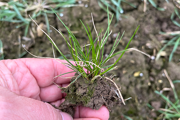 Hånd der holder en væselhale plante